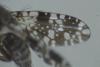 Tephritis ruralis